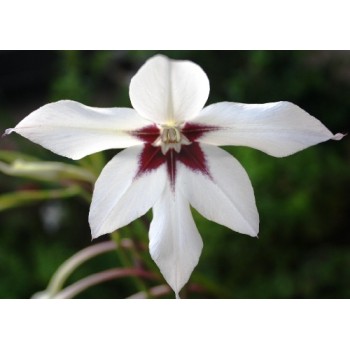 Bulbi gladiole callianthus Murielae (acidanthera)  - Pachet 5 bucăți