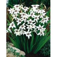 Bulbi gladiole callianthus Murielae (acidanthera)  - Pachet 5 bucăți Bulbi gladiole callianthus Murielae (acidanthera)  - Pachet 5 bucăți