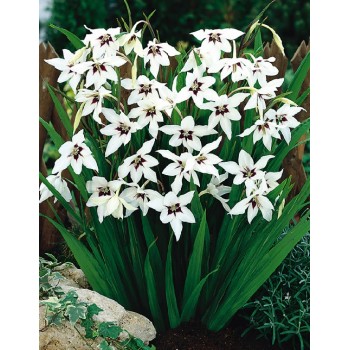 Bulbi gladiole callianthus Murielae (acidanthera)  - Pachet 5 bucăți