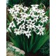 Bulbi gladiole callianthus Murielae (acidanthera)  - Pachet 5 bucăți