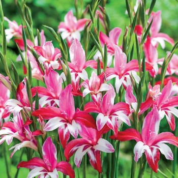 Bulbi gladiole Galaxian - Pachet 5 bucăți, bulbi mici (asa este soiul - pitic)