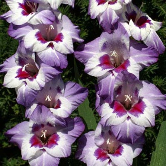 Bulbi gladiole Vista - Pachet 5 bucăți