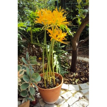 Bulbi lycoris aurea - 1 bucată,  înflorește toamna, bulbi MARI Bulbi lycoris aurea - 1 bucată,  înflorește toamna, bulbi MARI