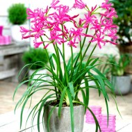 Bulbi nerine bowdenii - 1 bucată