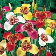 Bulbi tigridia pavonia mix - Pachet 10 bucăți Bulbi tigridia pavonia mix - Pachet 10 bucăți