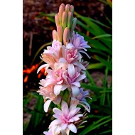 Bulbi tuberoze Pink Sapphire (roz) - 1 bucată