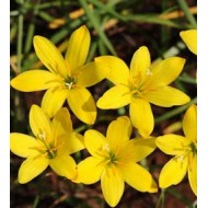 Bulbi zephyranthes citrina - Pachet 5 bucăți