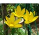 Bulbi zephyranthes citrina - Pachet 5 bucăți