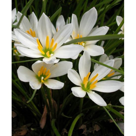 Bulbi zephyranthes alb (candida) - Pachet 5 bucăți
