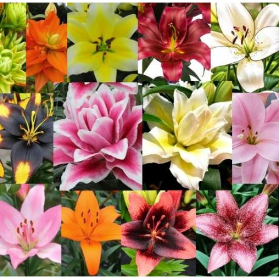 Pachet 12 bulbi "Festivalul Crinilor", ambalați si etichetați separat