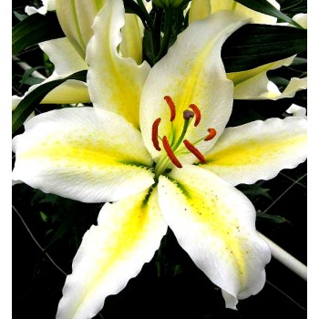 Bulbi crini Baferrari - 1 bucată Bulbi crini Baferrari - 1 bucată