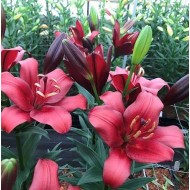 Bulbi crini Escape - 1 bucată