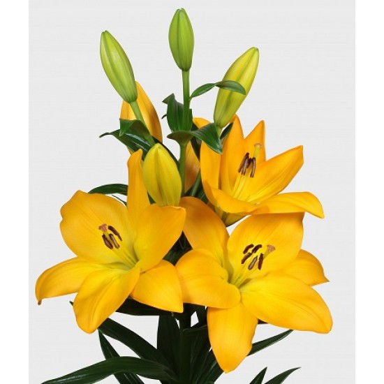 Bulbi crini Murano - 1 bucată