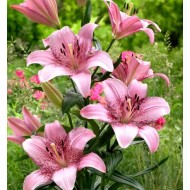 Bulbi crini Sweet Sugar - 1 bucată