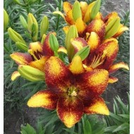 Bulbi crini Sweet Valley - 1 bucată