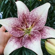 Bulbi crini Sweet Zanica - 1 bucată