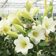 Bulbi crini Watch Up - 1 bucată