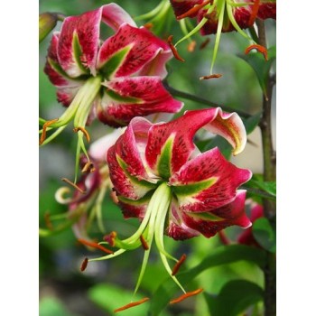 Bulbi crini Black Beauty - 1 bucată, bulbi FOARTE MARI