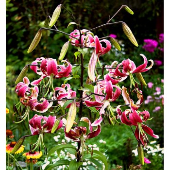 Bulbi crini Black Beauty - 1 bucată, bulbi FOARTE MARI