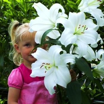 Bulbi crini Casa Blanca - 1 bucată Bulbi crini Casa Blanca - 1 bucată