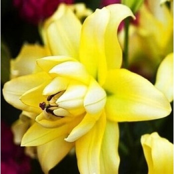 Bulbi crini Exotic Sun - 1 bucată