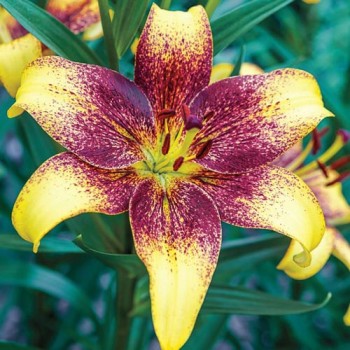 Bulbi crini Golden Stone - 1 bucată Bulbi crini Golden Stone - 1 bucată