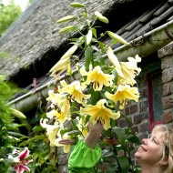 Bulbi crini Honeymoon - 1 bucată