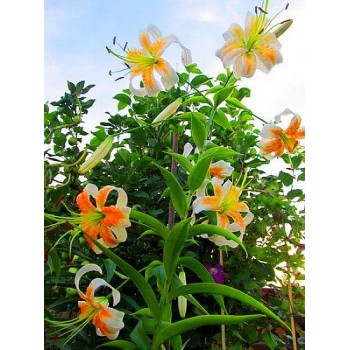 Bulbi crini Lady Alice - 1 bucată Bulbi crini Lady Alice - 1 bucată