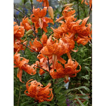 Bulbi crini Lancifolium Flore Pleno - 1 bucată Bulbi crini Lancifolium Flore Pleno - 1 bucată