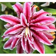 Bulbi crini Magic Star - 1 bucată Bulbi crini Magic Star - 1 bucată