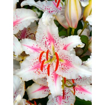 Bulbi crini Muscadet - 1 bucată