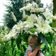 Bulbi crini Pretty Woman - 1 bucată