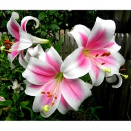 Bulbi crini Triumphator - 1 bucată Bulbi crini Triumphator - 1 bucată