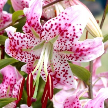 Bulbi crini speciosum Uchida  - 1 bucată Bulbi crini speciosum Uchida  - 1 bucată