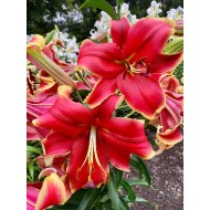 Bulbi crini African Lady - 1 bucată Bulbi crini African Lady - 1 bucată