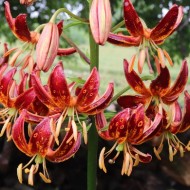 Bulbi crini Arabian Knight - 1 bucată