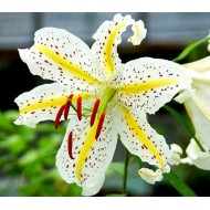 Bulbi crini Auratum - 1 bucată Bulbi crini Auratum - 1 bucată