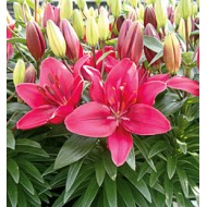 Bulbi crini Buzzer - 1 bucată