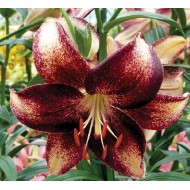 Bulbi crini Chocolate Event - 1 bucată