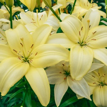 Bulbi crini Easy Vanilla - 1 bucată