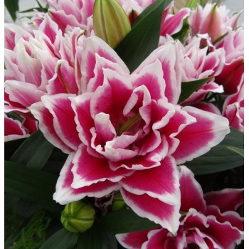 Bulbi crini Samantha - 1 bucată Bulbi crini Samantha - 1 bucată