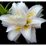 Bulbi crini Sita - 1 bucată