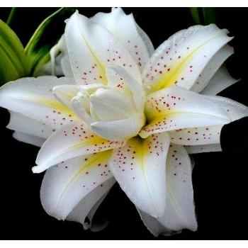 Bulbi crini Sita - 1 bucată