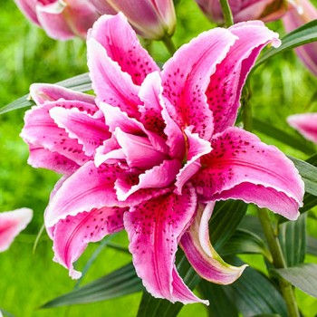 Bulbi crini Thalita - 1 bucată Bulbi crini Thalita - 1 bucată