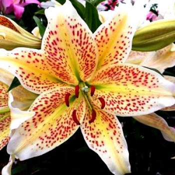 Bulbi crini Tigermoon - 1 bucată