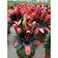 Bulbi crini Tiny Shadow - 1 bucată