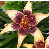 Bulbi crini Whistler - 1 bucată Bulbi crini Whistler - 1 bucată