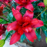 Bulbi crini Bald Eagle - 1 bucată