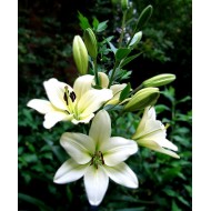 Bulbi crini Bright Diamond - 1 bucată Bulbi crini Bright Diamond - 1 bucată