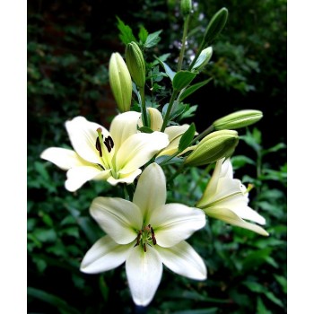 Bulbi crini Bright Diamond - 1 bucată